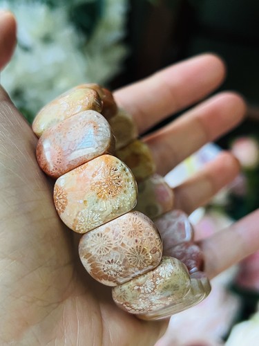 Natural agatized coral - agatized, fossil