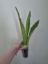 Rare Sansevieria Moonshine Tall Plant Potted Actively Growing From Picture