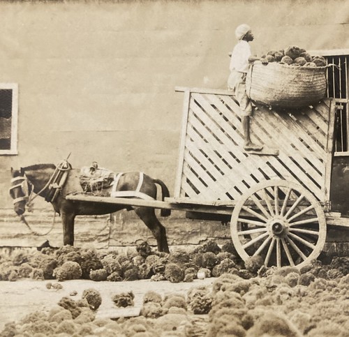 Rppc nassau bahamas - rppc, horse