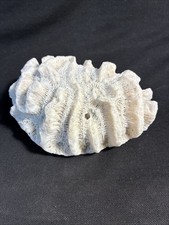 Coral Fossil. Nice Specimen