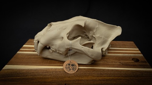 Life size lion skull replica - lion,