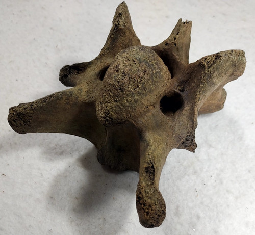 Ice age bison - age, cervical