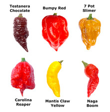 Worlds HOTTEST Chilli - 25