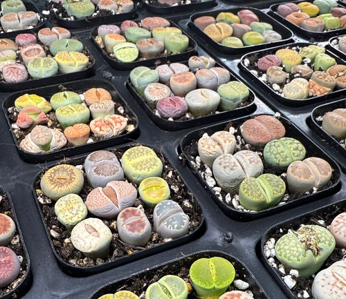 Lithops living stones in pot - lithops,