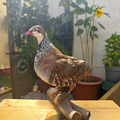 Partridge taxidermy bird - taxidermy,