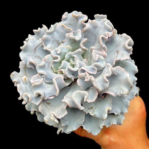 Large echeveria crispate - echeveria,