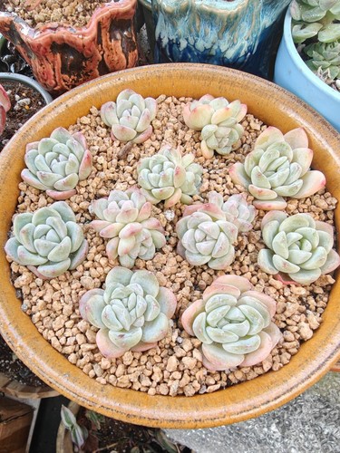 3pcs 4cm rare echeveria - rare,