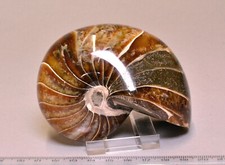 Attractive good-sized polished nautilus fossil from Madagascar. (2461)