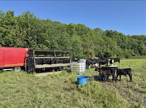 Mobile cow milking parlour - cow,