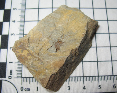 Cambrian crinoid fossil - crinoid,