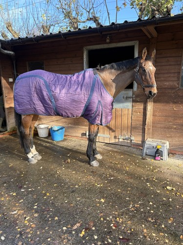 Purple stable rug - 6’6”,