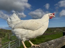 Twelve x white leghorn large fowl