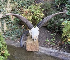 LARGE RARE  XL Three Horned Jacob’s Ram Skull Horn Trophy Taxidermy Gothic Art