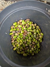 200 ? Oak, Quercus Robur, English Oak Tree Acorns /  Seeds  - UK Seller ? 