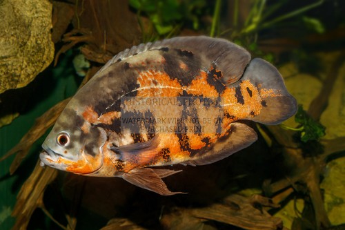 Oscar fish karlsruhe zoo - karlsruhe,
