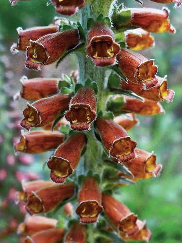 Milk chocolate perennial - -,