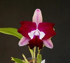 Cattleya RLC. Chungfomg