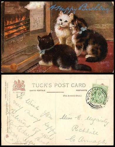 Cats kittens cat kitten - cats,