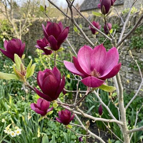 Magnolia genie burgundy - genie,