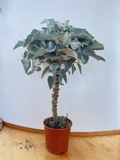Kalanchoe Beharensis Big Plant