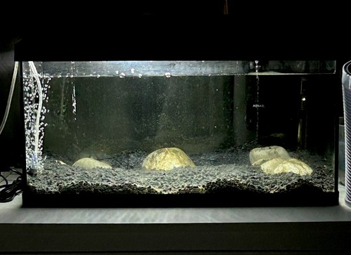 Fish tank aquarium - fish,