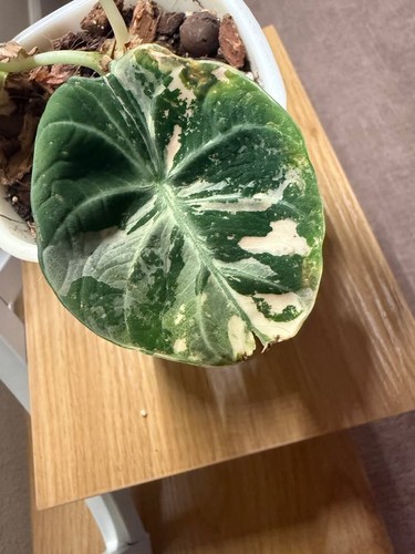 Alocasia pink black - 🩷,