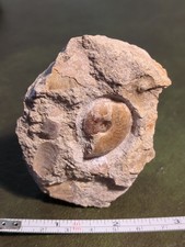 Fossil Ammonite, Jurassic, UK