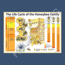 Beekeeping - The Life Cycle of