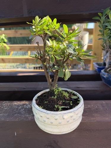 Azalea bonsai - azalea,