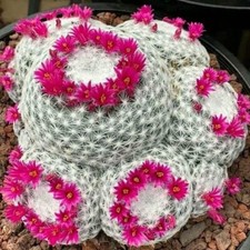 Old Lady Cactus | 20+ seeds |
