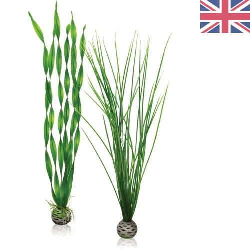 Low maintenance large green - low-maintenance,
