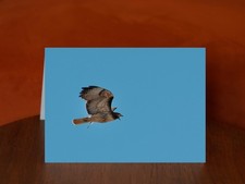 Red-tailed Hawk - A5 Photography Card, Blank Inside