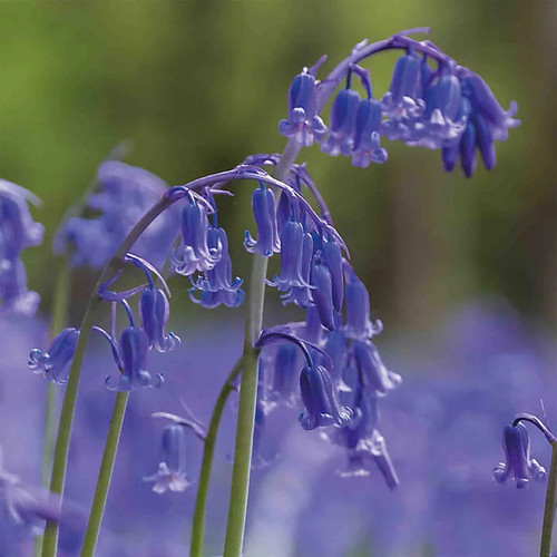 Bluebell hyacinth flowering - bluebell,