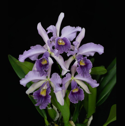 Orchid plants clearance - 12,