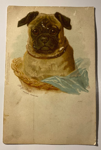 Postcard pug pup 558 - pup,