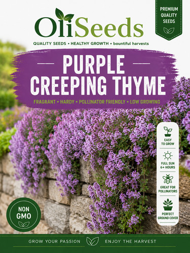 Creeping thyme seeds - thyme,