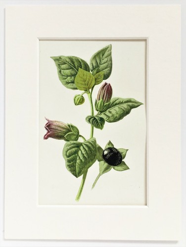 Deadly nightshade hulme - nightshade,