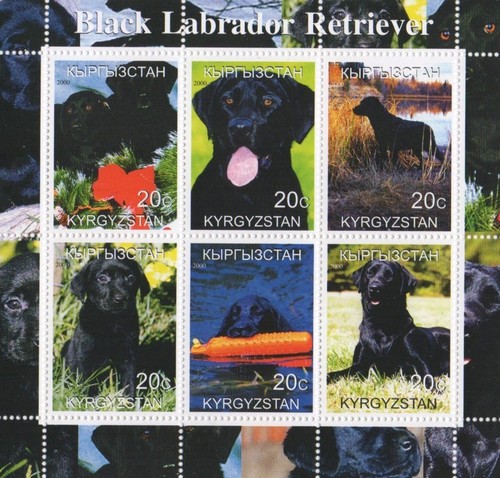 Black labrador retriever dog