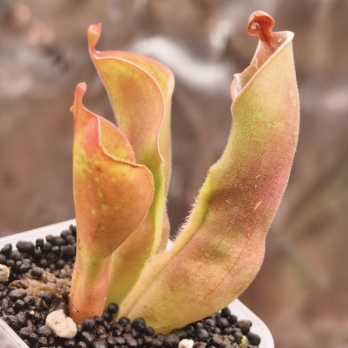 Heliamphora parva extremely - heliamphora,