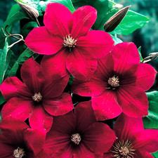 Clematis Rouge Cardinal in 9cm