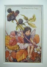 Vintage Flower Fairies Print & Mount Blackberry Fairy Cicely Barker c1930s