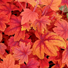 Heucherella  'Sweet Tea' in a 9cm pot