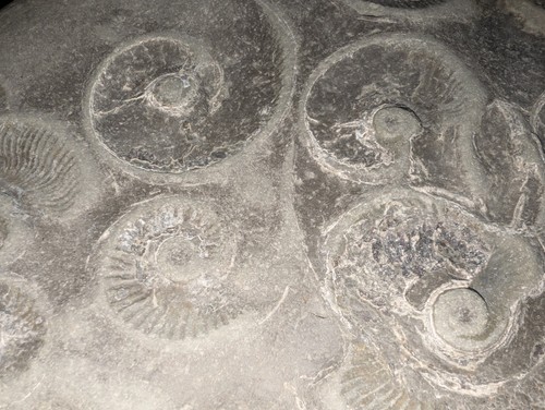 Stunning jurassic - stunning,