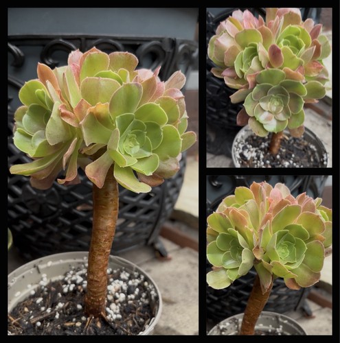 Aeonium blushing beauty - beauty, 8