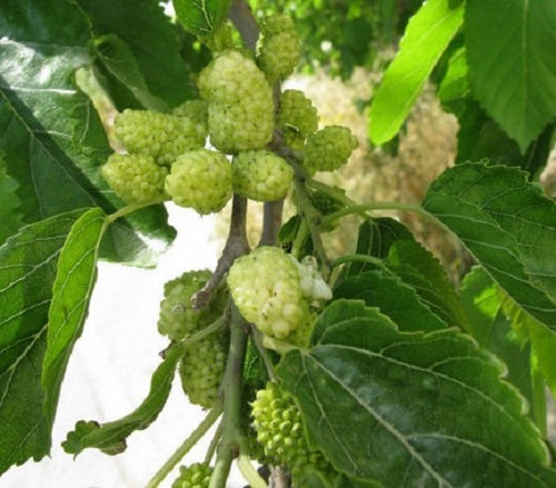 Morus alba white mulberry - morus,