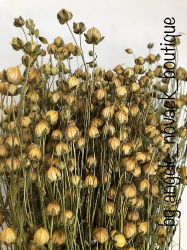 Grams dried flax for flower - grams,
