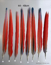 Parrot Macaw Feather Crafts