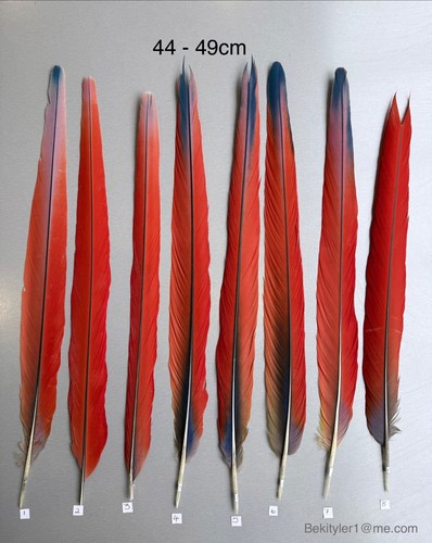 Parrot macaw feather crafts - feather,