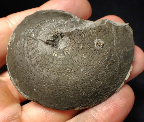 Large oxynoticeras pyrite - large,