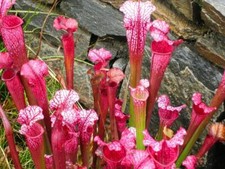 Purple Pitcher Plant 10 Seeds,Carnivorous,Eye- Catching
